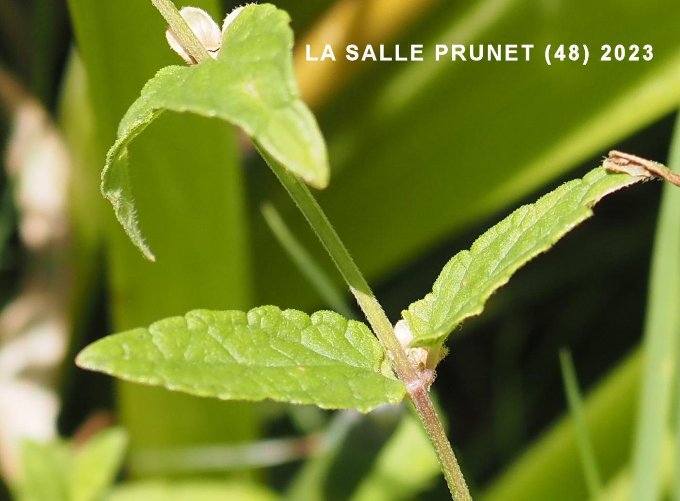 Skullcap leaf